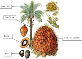 The plum tree allows you to build and manage family trees for the sims. Utilization Of Palm Solid Residue As A Source Of Renewable And Sustainable Energy In Malaysia Sciencedirect