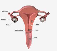 The female sex organs consist of internal and external genitalia and they comprise the female reproductive system. Female Internal Genital Organs Nursing Lecture