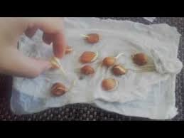 How To Germinate Peach Pits And Other Stone Fruit Easy Tceg Episode 5 Day 18 Of 30 Youtube Growing Fruit Trees Growing Peach Trees Peach Trees