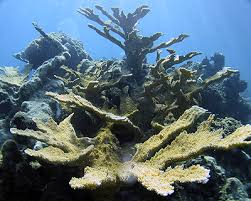 Coral Reefs Marinebio Conservation Society