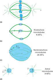 We did not find results for: Mitosis Spindle An Overview Sciencedirect Topics