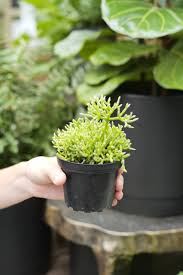 Image result for Rhipsalis