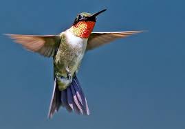 Butterfly and hummingbird day 10/3/2020. Hummingbirds See Red But Prefer Feeders With The Freshest Food Pittsburgh Post Gazette
