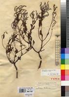 Image result for Aeollanthus pubescens