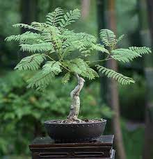 Jacaranda mimosifolia is a beautiful flowering tree. Jacaranda Memosafolia Bonsai Tree Types Jacaranda Bonsai Indoor Bonsai Tree