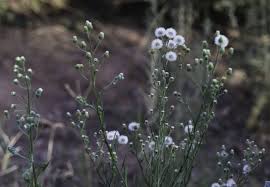 Image result for Erigeron bonariensis