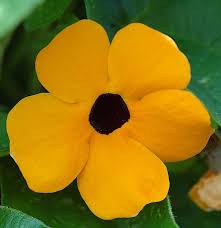 Thunbergia Alata Black Eyed Susan Vine Black Eyed Susan Vine Black Eyed Susan Deer Resistant Plants