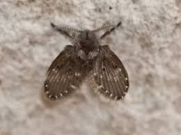 Grüne fliegen im haus sind meist goldfliegen. Abortfliege Umweltbundesamt