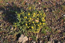 Image result for Euryops subcarnosus