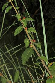 Image result for Ficus pygmaea