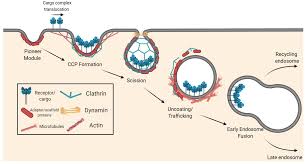 Read more natale d africa sub indo : Viruses Free Full Text Beyond The Surface Endocytosis Of Mosquito Borne Flaviviruses Html