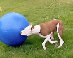 large dog ballの画像