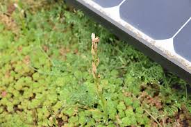 A typical roof has several openings on the top and sides of the roofing deck. A Rare Orchid Missing From The Uk Was Found On The Roof Of London Iceland News