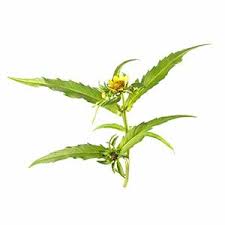 Image result for Bidens ruyigiensis
