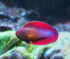 13 Reef Safe Saltwater Fish That Won T Harm Corals Aquanswers