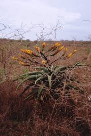 Image result for Urochloa marlothii