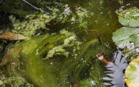 Using chlorine in the pond water will not only remove algae and bacteria, but it will also kill tadpoles. How To Get Rid Of Tadpoles In Pond