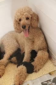 Nina And Her New Family Poodle Dog Miniature Poodle Poodle Puppy