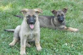 Look at pictures of german shepherd dog puppies in wisconsin looking for a german shepherd dog puppy or dog in wisconsin? Purebred German Shepherd Puppies For Sale In Milwaukee Wisconsin Classified Americanlisted Com