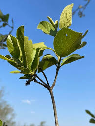 Image result for Combretum celastroides