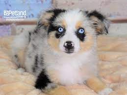 Maybe you would like to learn more about one of these? Miniature Australian Shepherd Dog Female Blue Merle 2789505 Petland Independence Mo
