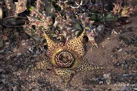Image result for Orbea rogersii