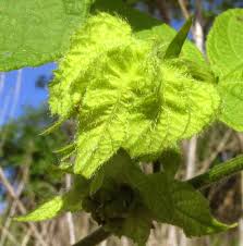 Image result for Dalechampia capensis