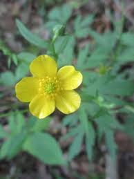 Image result for Ranunculus hispidus