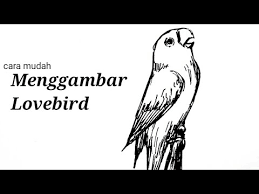 Jika masih bingung ingin model burung lovebird yang seperti apa, anda bisa mencari referensi melalui internet. Cara Mudah Dan Cepat Menggambar Burung Lovebird Ngekek Youtube