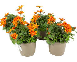 Image result for foto Dvouzubec