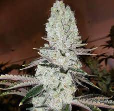 This garlic influence comes from … Verkauf Feminisierter Mandarin Cookies R2 Samen Von Ethos Genetics