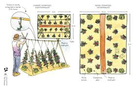 The space between the plant will depend on the support system you choose. Growing Great Tomatoes Planting Em Out Milkwood