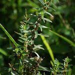 Image result for Ammannia baccifera