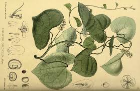 Image result for Tinospora orophila