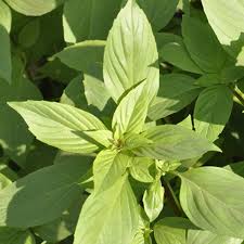 Image result for Ocimum basilicum