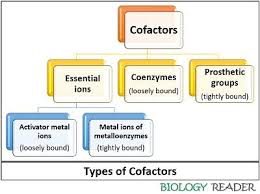 Protein molecule that adds a specific chemical action to reaction catalyzed by enzymes that cannot be achieved by the 20 naturally occuring amino acids. Difference Between Cofactor And Coenzyme With Comparison Chart Biology Reader