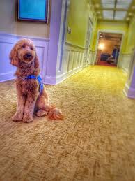 A Funeral Home Staffer That Provides A Calming Distraction Therapy Dogs Dogs Pet Remembrance