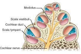 Modiolus — the modiolus can refer to: Modiolus