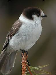 Gray Bird With Black And White Head Gray Jay Gray Jay Bird Species Birds