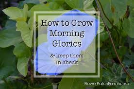 Stay away from morning glory weeds Easy To Grow Morning Glories A Privacy Screen From Seeds Flower Patch Farmhouse