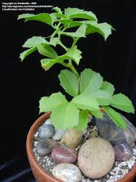 Image result for Cyphostemma quinatum