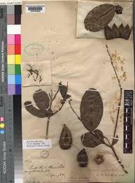 Image result for Englerina subquadrangularis