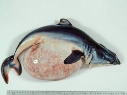 Image result for Isurus oxyrinchus