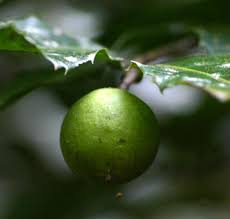 Image result for Rawsonia lucida