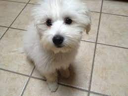Questions may be directed to the city's 311 call center. City Of Albuquerque On Twitter Thinking About Getting A Pet Consider Adopting From Abq Animal Welfare Https T Co L3kbvgeusf Https T Co Luwncbjbok