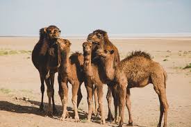 Ironically, could it be that industry might be straining at a gnat and swallowing a camel (biblical: Straining Gnats And Swallowing Camels When The House Is Quietwhen The House Is Quiet