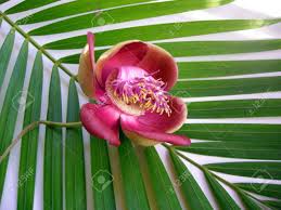 Maybe you would like to learn more about one of these? Beautiful Exotic And Fragrant Cannonball Flower Is Found In Asia Africa And In South America In Amazon Rainforests Stock Photo Picture And Royalty Free Image Image 5973372