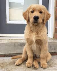 Satire Bein Silly Bout Serious Sportz Exact Opposite Super Cute Animals Dogs Golden Retriever Golden Retriever