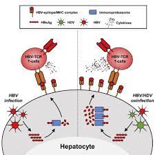Miao z., zhang s., ou x., ma z., wang w., peppelenbosch m.p., liu j., pan q. Hepatitis Delta Virus Acts As An Immunogenic Adjuvant In Hepatitis B Virus Infected Hepatocytes Sciencedirect