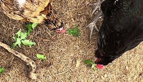 Clover is one of the most nutritiously complete weeds you could feed your chickens and other livestock. 3 Weeds Your Chickens Will Love To Eat Hobby Farms